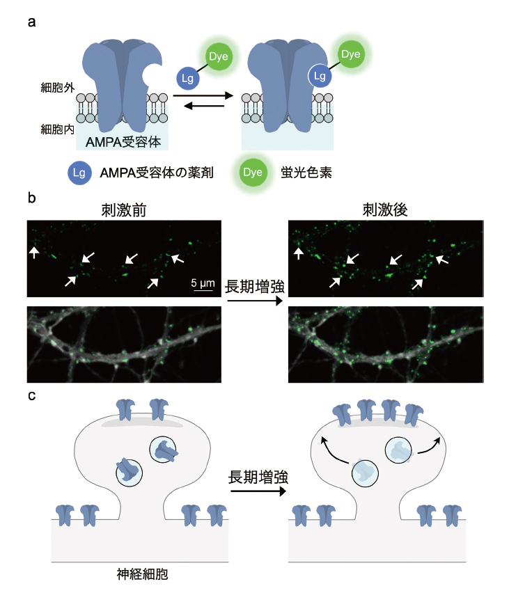 図　(a) 新規プローブによるAMPA受容体の可視化の概念図。 (b) 神経細胞のイメージング画像。新規プローブを用いた、長期増強時のAMPA受容体の可視化。緑：プローブの蛍光、灰色：細胞骨格。 (c) AMPA受容体の発現量増加メカニズム。