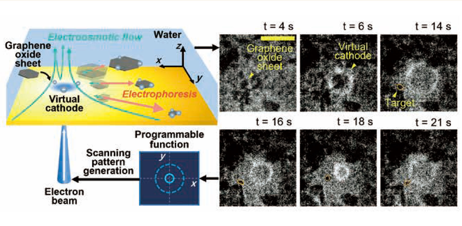 図1 電場パターンを用いて酸化グラフェン粒子をサイズ分画するシステム。写真中のスケールバーは20µmを表す
