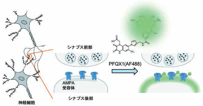 PFQX1（AF488）による神経シナプスの可視化の模式図