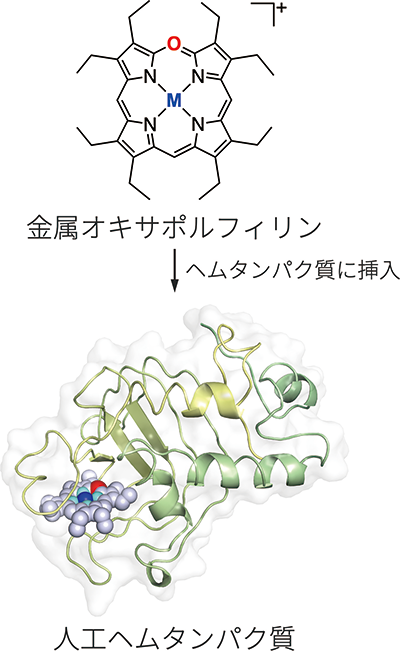 図2 オキサポルフィリンを用いた人工ヘムタンパク質の調製