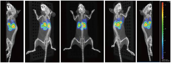 図2 量子ドット（QDs）標識幹細胞を移植されたマウス3D蛍光・CTイメージング画像